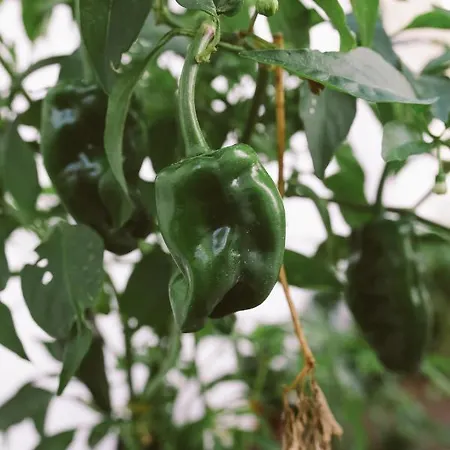 Cc Bay House Vandrarhem Costa de Caparica