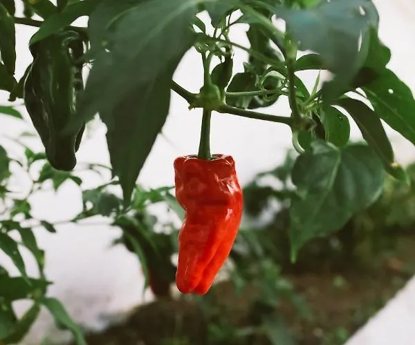 Cc Bay House Costa de Caparica