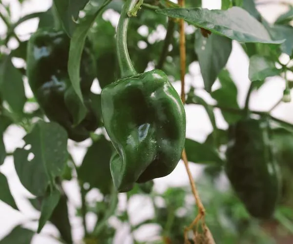 Cc Bay House Hostel Costa de Caparica